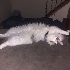 Meet your Posher, Misty